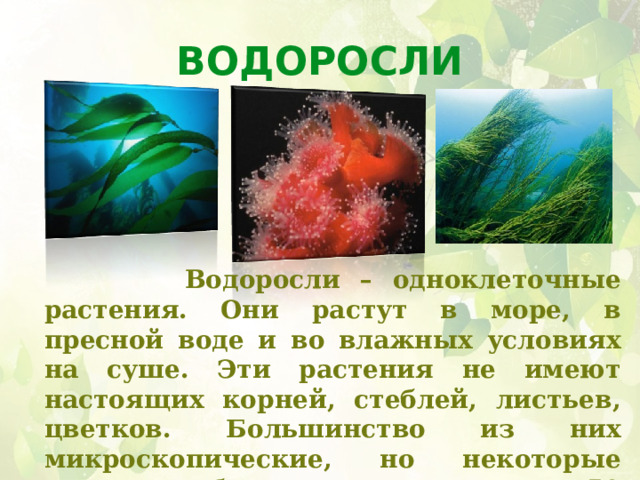 Водоросли  Водоросли – одноклеточные растения. Они растут в море, в пресной воде и во влажных условиях на суше. Эти растения не имеют настоящих корней, стеблей, листьев, цветков. Большинство из них микроскопические, но некоторые довольно большие, например, 50 метров в длину. 