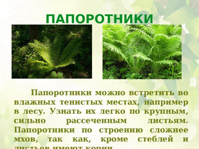 Папоротники      Папоротники можно встретить во влажных тенистых местах, например в лесу. Узнать их легко по крупным, сильно рассеченным листьям. Папоротники по строению сложнее мхов, так как, кроме стеблей и листьев имеют корни. 
