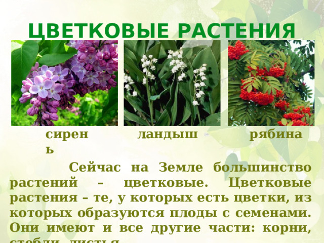 Цветковые растения сирень ландыш рябина  Сейчас на Земле большинство растений – цветковые. Цветковые растения – те, у которых есть цветки, из которых образуются плоды с семенами. Они имеют и все другие части: корни, стебли, листья.  