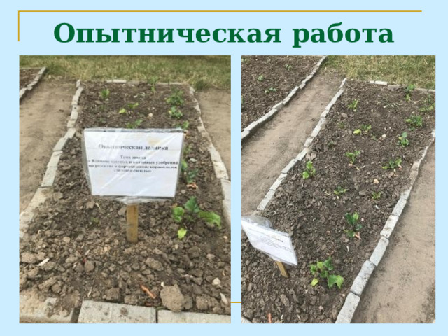 Опытническая работа 