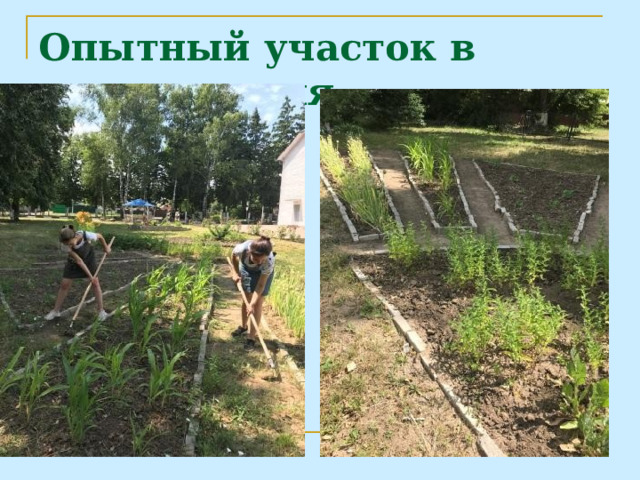 Опытный участок в летнее время 