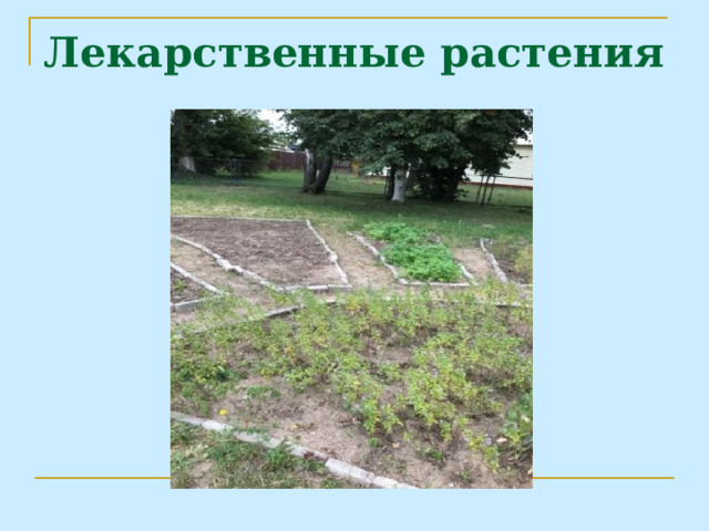 Лекарственные растения 