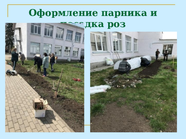 Оформление парника и посадка роз 