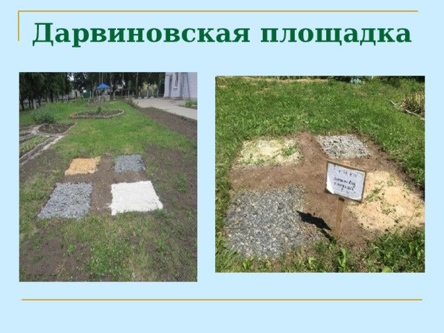 Дарвиновская площадка 