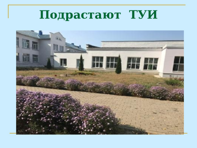 Подрастают ТУИ 
