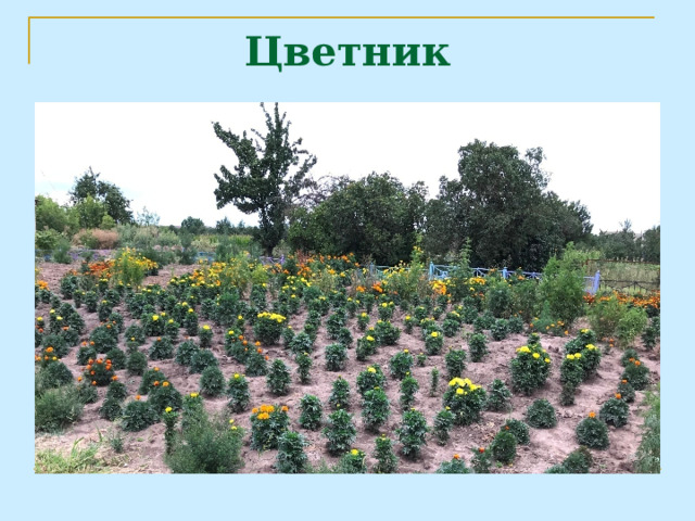 Цветник 