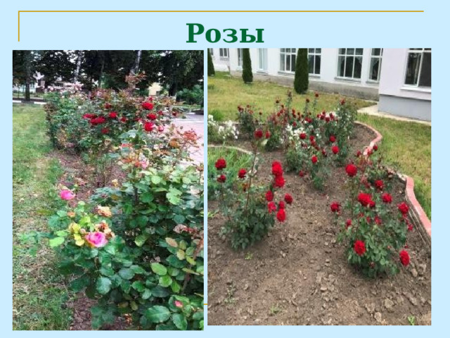 Розы 
