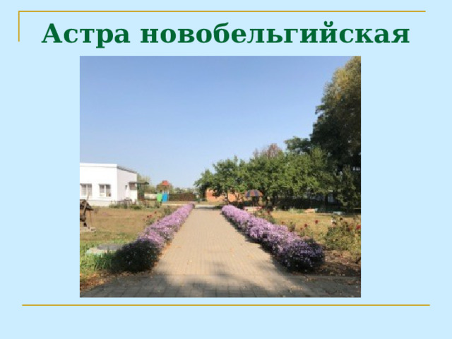 Астра новобельгийская 