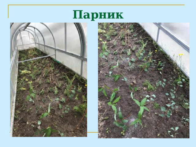 Парник 