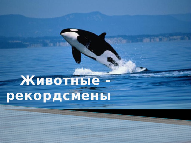 Животные - рекордсмены 