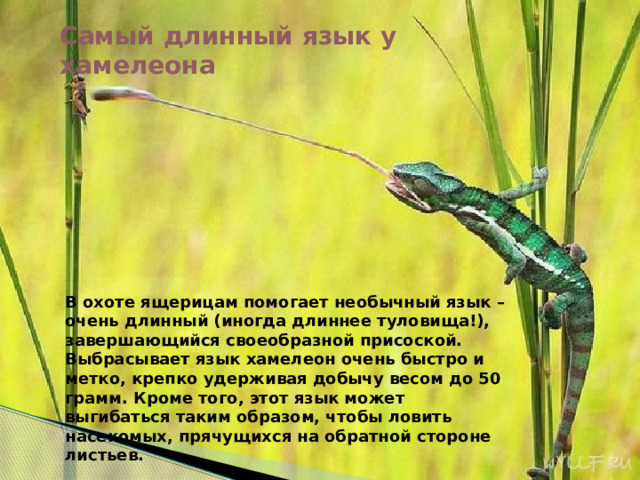 Самый длинный язык у хамелеона В охоте ящерицам помогает необычный язык – очень длинный (иногда длиннее туловища!), завершающийся своеобразной присоской. Выбрасывает язык хамелеон очень быстро и метко, крепко удерживая добычу весом до 50 грамм. Кроме того, этот язык может выгибаться таким образом, чтобы ловить насекомых, прячущихся на обратной стороне листьев. . 