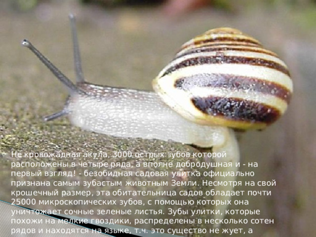 Не кровожадная акула, 3000 острых зубов которой расположены в четыре ряда, а вполне добродушная и - на первый взгляд! - безобидная садовая улитка официально признана самым зубастым животным Земли. Несмотря на свой крошечный размер, эта обитательница садов обладает почти 25000 микроскопических зубов, с помощью которых она уничтожает сочные зеленые листья. Зубы улитки, которые похожи на мелкие гвоздики, распределены в несколько сотен рядов и находятся на языке, т.ч. это существо не жует, а перетирает свою пищу.  