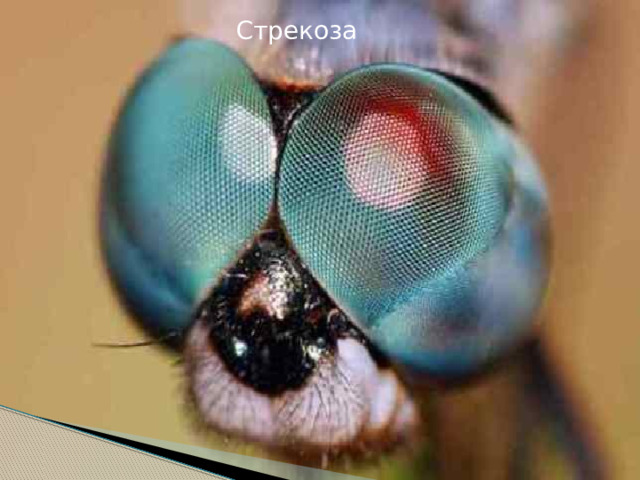 Стрекоза 