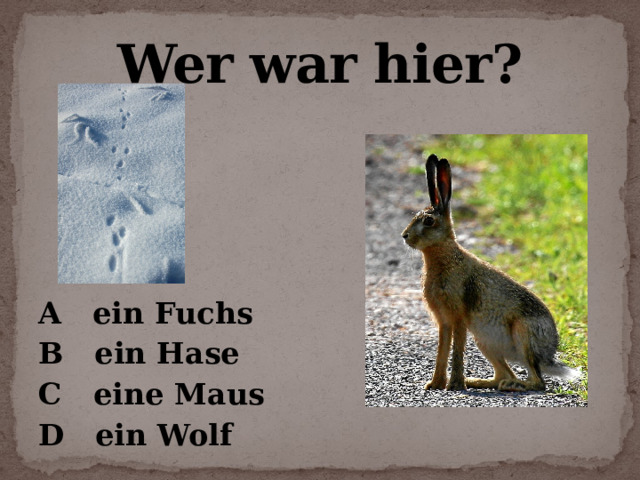 Wer war hier?    A ein Fuchs B ein Hase C eine Maus D ein Wolf 