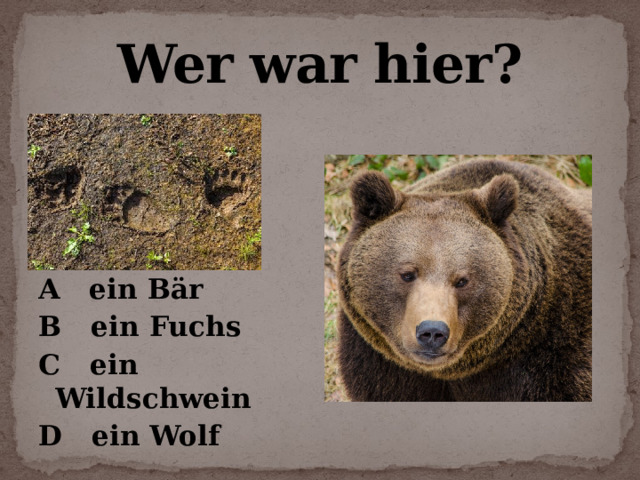 Wer war hier?    A ein Bär B ein Fuchs C ein Wildschwein D ein Wolf 