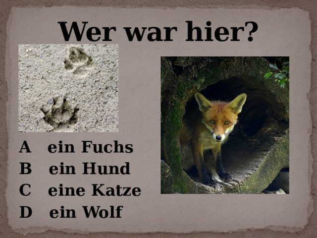 Wer war hier? A ein Fuchs B ein Hund C eine Katze D ein Wolf 