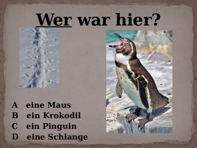 Wer war hier?   A eine Maus B ein Krokodil C ein Pinguin D eine Schlange 