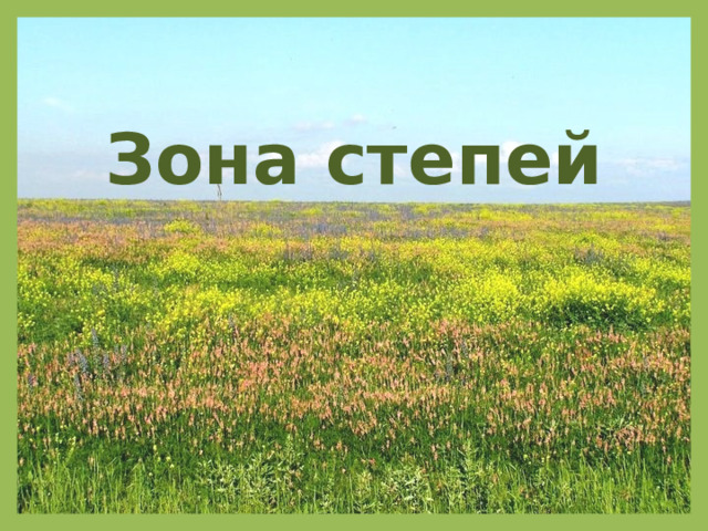 Зона степей 