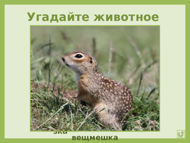 Угадайте животное Позапасливее всех я:  У меня, друзья, щека  Вроде сумки для орехов  Или, скажем, вещмешка Суслик Подсказка Ответ 