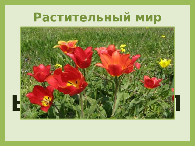 Растительный мир Разноцветные цветочки в женский праздник, что весной, дарят маме, дарят дочке и бабуленьке родной. Каждый цветик, как бокал – длинной ножкой в вазу встал! Ю А Ь Н П Т Л Ы 