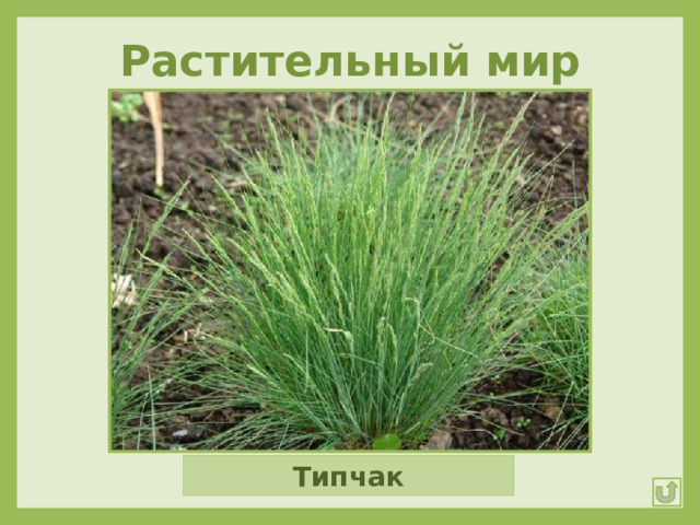Растительный мир Таволга Ирисы Ковыль Типчак 