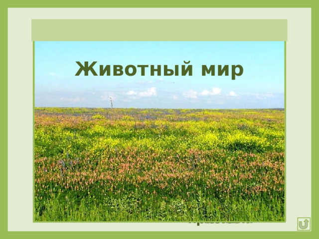 Животный мир Журавль-красавка Желтобрюхий полоз Гадюка Суслик Пустельга Сурок Кобылка Тарантул Пищуха Слепыш 