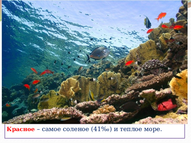 Красное – самое соленое (41‰) и теплое море. 