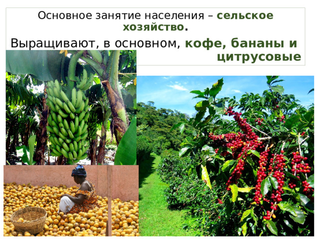 Основное занятие населения – сельское хозяйство . Выращивают, в основном, кофе, бананы и цитрусовые 
