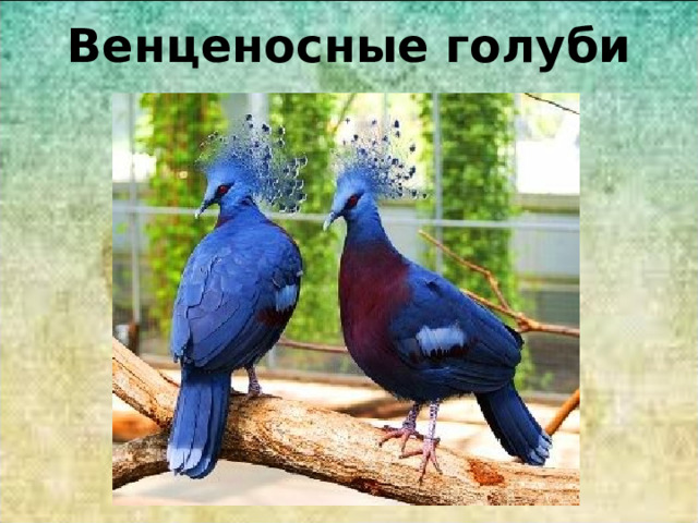 Венценосные голуби 