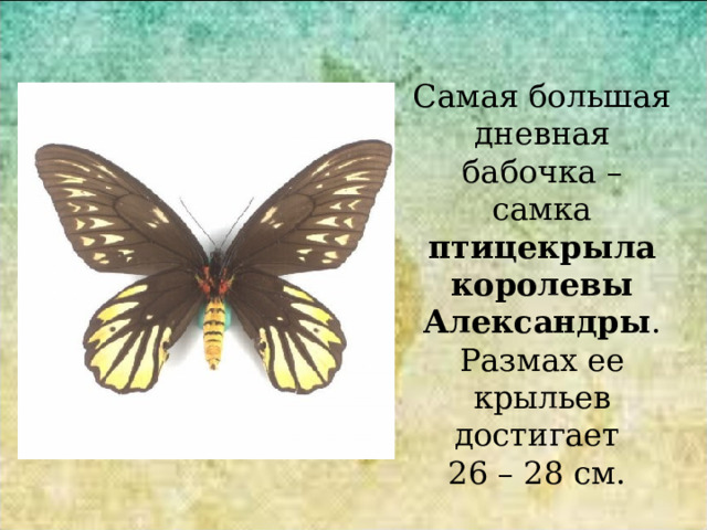 Самая большая дневная бабочка – самка птицекрыла королевы Александры . Размах ее крыльев достигает  26 – 28 см. 