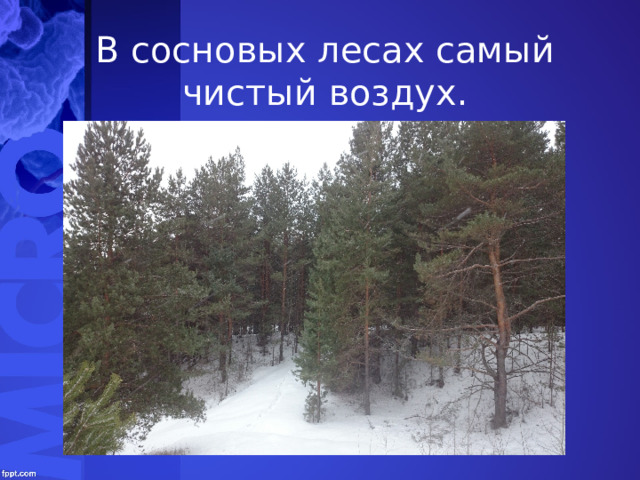 В сосновых лесах самый чистый воздух. 