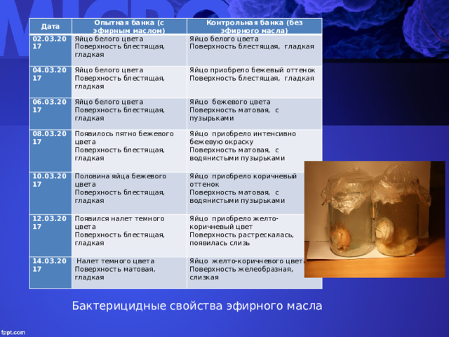 Дата Опытная банка (с эфирным маслом) 02.03.2017 Контрольная банка (без эфирного масла) Яйцо белого цвета 04.03.2017 Поверхность блестящая, гладкая Яйцо белого цвета Яйцо белого цвета 06.03.2017 Поверхность блестящая, гладкая Яйцо белого цвета 08.03.2017 Яйцо приобрело бежевый оттенок Поверхность блестящая, гладкая Поверхность блестящая, гладкая Поверхность блестящая, гладкая Яйцо бежевого цвета 10.03.2017 Появилось пятно бежевого цвета 12.03.2017 Половина яйца бежевого цвета Поверхность матовая, с пузырьками Яйцо приобрело интенсивно бежевую окраску Поверхность блестящая, гладкая Поверхность матовая, с водянистыми пузырьками Поверхность блестящая, гладкая Яйцо приобрело коричневый оттенок Появился налет темного цвета 14.03.2017 Поверхность матовая, с водянистыми пузырьками Поверхность блестящая, гладкая Яйцо приобрело желто-коричневый цвет  Налет темного цвета Поверхность растрескалась, появилась слизь Поверхность матовая, гладкая Яйцо желто-коричневого цвета Поверхность желеобразная, слизкая Бактерицидные свойства эфирного масла   