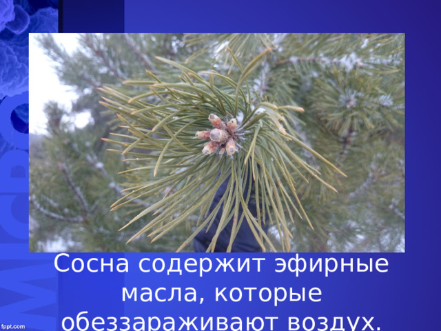 Slide Title Сосна содержит эфирные масла, которые обеззараживают воздух. 
