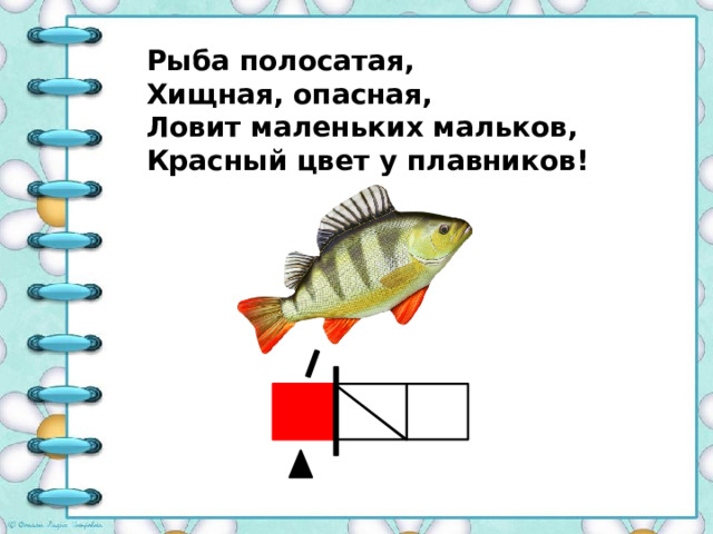 Рыба полосатая, Хищная, опасная, Ловит маленьких мальков, Красный цвет у плавников! 