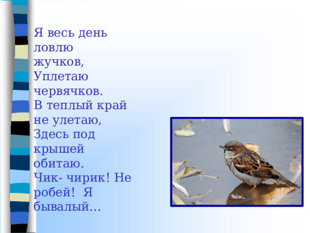 Я  весь  день  ловлю  жучков, Уплетаю  червячков. В  теплый  край  не  улетаю, Здесь  под крышей  обитаю. Чик- чирик! Не робей!  Я бывалый… 