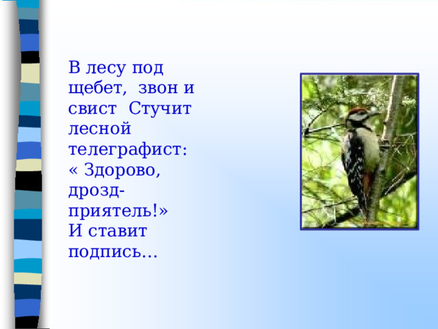 В лесу под щебет,  звон и  свист  Стучит  лесной  телеграфист: «  Здорово,  дрозд-  приятель!» И  ставит  подпись… 