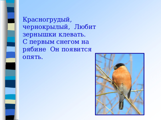 Красногрудый, чернокрылый,  Любит зернышки  клевать.  С первым снегом на рябине  Он  появится  опять. 