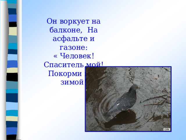 Он воркует на балконе,  На  асфальте и  газоне: « Человек!  Спаситель  мой! Покорми  меня  зимой!» 