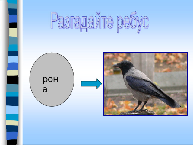 рона 