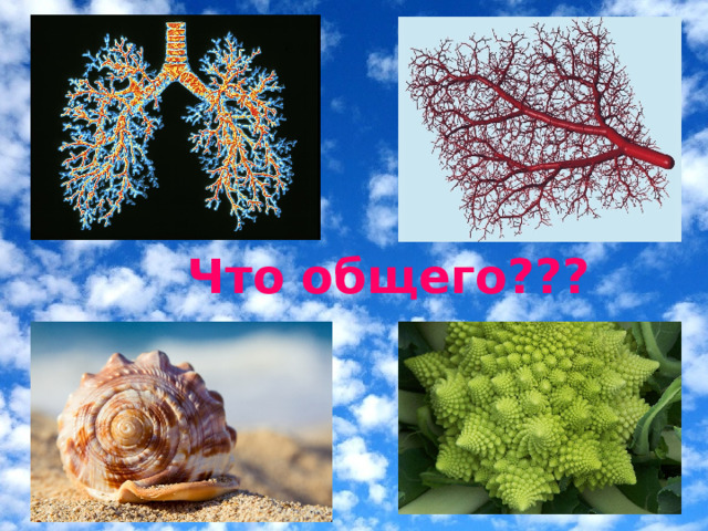 Что общего??? 
