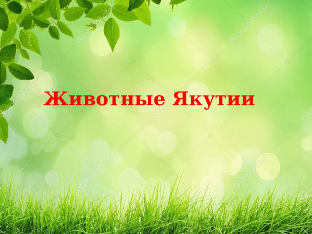 Животные Якутии 