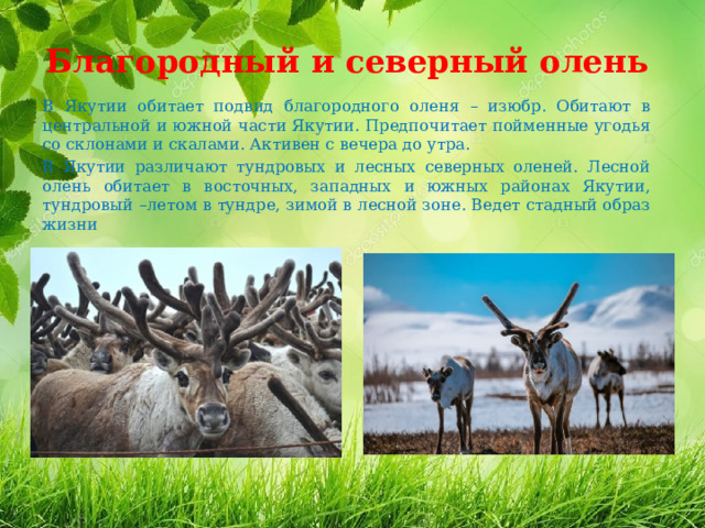 Благородный и северный олень В Якутии обитает подвид благородного оленя – изюбр. Обитают в центральной и южной части Якутии. Предпочитает пойменные угодья со склонами и скалами. Активен с вечера до утра. В Якутии различают тундровых и лесных северных оленей. Лесной олень обитает в восточных, западных и южных районах Якутии, тундровый –летом в тундре, зимой в лесной зоне. Ведет стадный образ жизни 