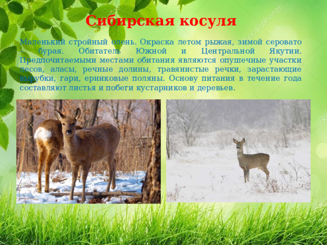 Сибирская косуля Маленький стройный олень. Окраска летом рыжая, зимой серовато – бурая. Обитатель Южной и Центральной Якутии. Предпочитаемыми местами обитания являются опушечные участки лесов, аласы, речные долины, травянистые речки, зарастающие вырубки, гари, ерниковые поляны. Основу питания в течение года составляют листья и побеги кустарников и деревьев.  