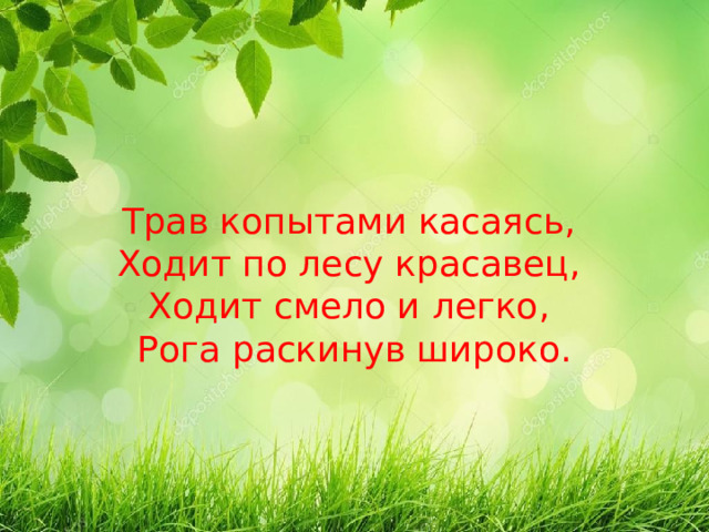 Трав копытами касаясь,  Ходит по лесу красавец,  Ходит смело и легко,  Рога раскинув широко. 