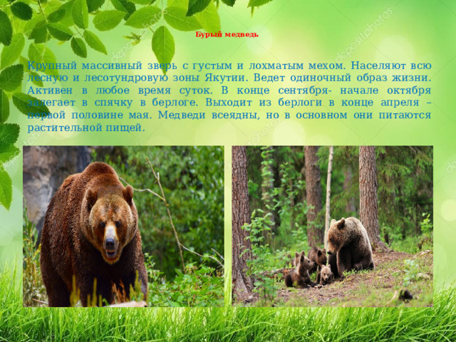 Бурый медведь   Крупный массивный зверь с густым и лохматым мехом. Населяют всю лесную и лесотундровую зоны Якутии. Ведет одиночный образ жизни. Активен в любое время суток. В конце сентября- начале октября залегает в спячку в берлоге. Выходит из берлоги в конце апреля – первой половине мая. Медведи всеядны, но в основном они питаются растительной пищей. 