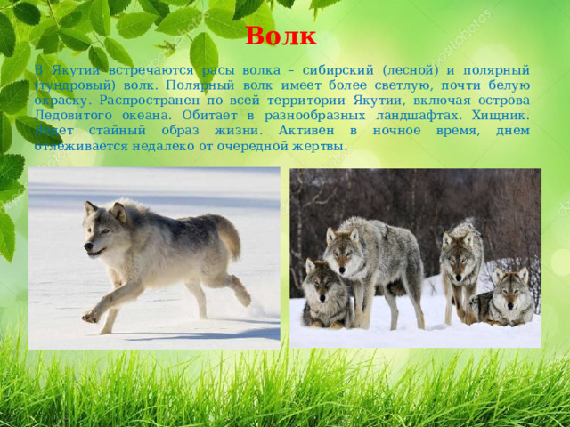 Волк  В Якутии встречаются расы волка – сибирский (лесной) и полярный (тундровый) волк. Полярный волк имеет более светлую, почти белую окраску. Распространен по всей территории Якутии, включая острова Ледовитого океана. Обитает в разнообразных ландшафтах. Хищник. Ведет стайный образ жизни. Активен в ночное время, днем отлеживается недалеко от очередной жертвы. 