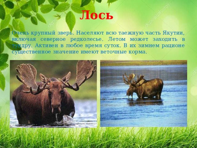 Лось  Очень крупный зверь. Населяют всю таежную часть Якутии, включая северное редколесье. Летом может заходить в тундру. Активен в любое время суток. В их зимнем рационе существенное значение имеют веточные корма. 