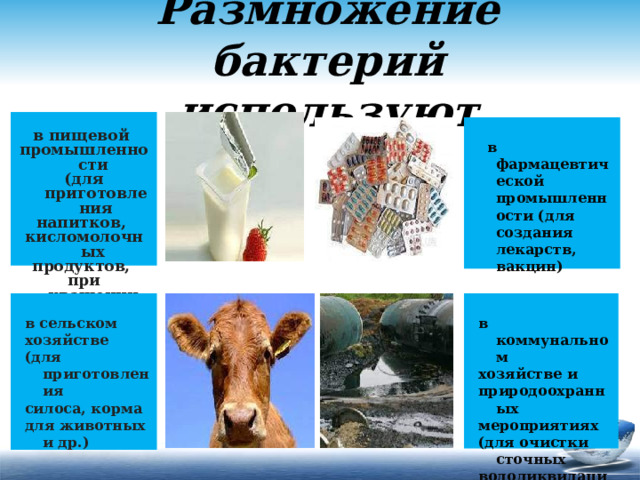 Размножение бактерий используют в пищевой промышленности (для приготовления напитков, кисломолочных продуктов, при квашении, солении и др.)   в фармацевтической промышленности (для создания лекарств, вакцин)    в коммунальном в сельском хозяйстве и хозяйстве природоохранных (для приготовления мероприятиях силоса, корма для животных и др.) (для очистки сточных водоликвидации нефтяных пятен) 