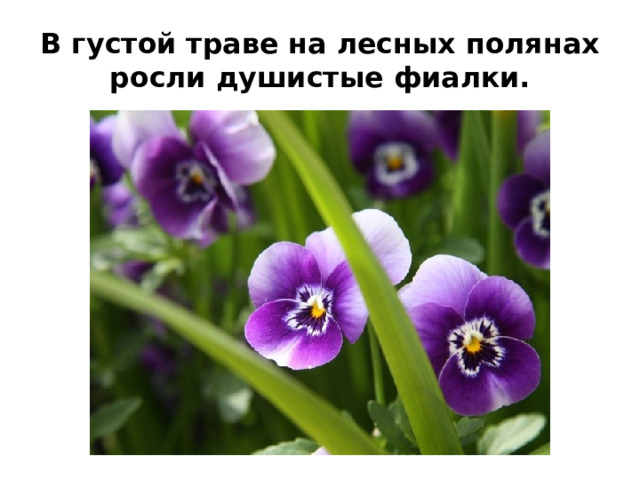 В густой траве на лесных полянах росли душистые фиалки. 