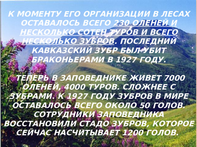 В 1924 году был создан Кавказский государственный биосферный заповедник.   К моменту его организации в лесах оставалось всего 230 оленей и несколько сотен туров и всего несколько зубров . Последний кавказский зубр был убит браконьерами в 1927 году.   Теперь в заповеднике живет 7000 оленей, 4000 туров. Сложнее с зубрами. К 1927 году зубров в мире оставалось всего около 50 голов. Сотрудники заповедника восстановили стадо зубров, которое сейчас насчитывает 1200 голов.   